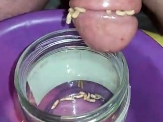 Pain cbt insertion bdsm pervers insect